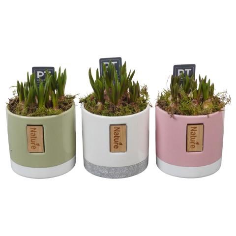 <h4>PTMB6308 Arrangement Muscari Blue in keramiek mix</h4>