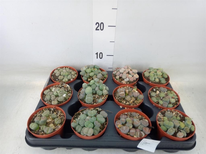 <h4>Lithops sp.</h4>