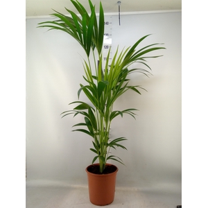 Howea forsteriana