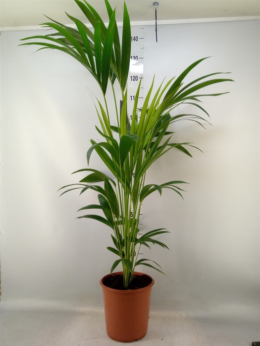 <h4>Howea forsteriana</h4>