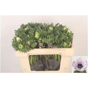 Anemone Galil Pastel