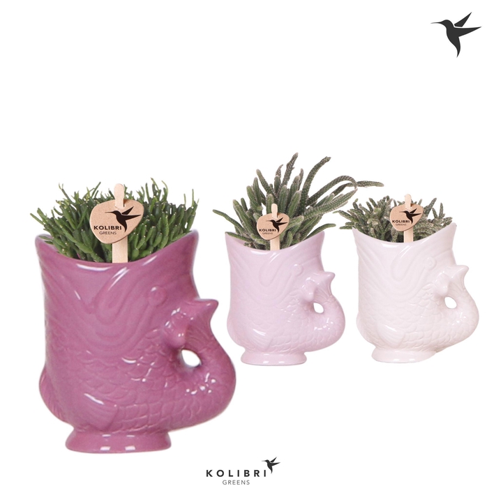<h4>Kolibri Greens Rhipsalis mix in Fish pot lila mix</h4>
