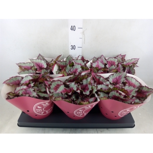 Begonia BD 'Caribbean Night'