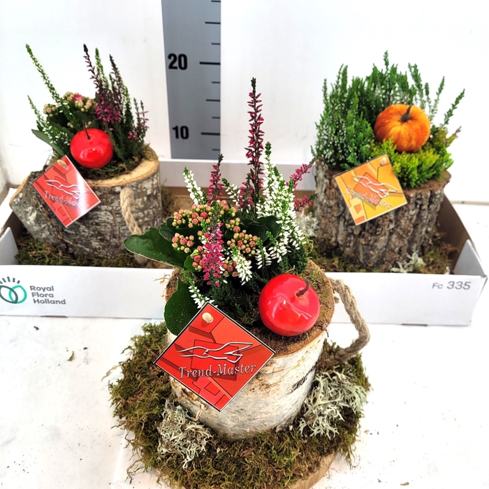 <h4>ARR TUINPLANTEN</h4>
