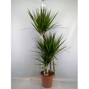 Dracaena marg.