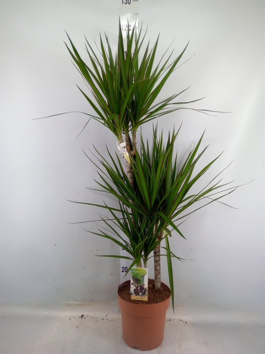 <h4>Dracaena marg.</h4>