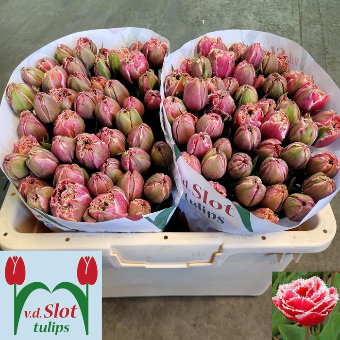 <h4>TU FR BREST</h4>