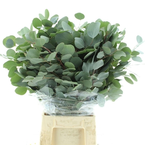 Euca Populus Long 200 Gr