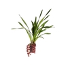 CYMBIDIUM P18 CHOCOLATE MIN 2 HT PENDENTE