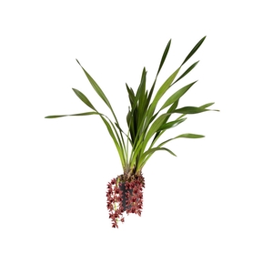 CYMBIDIUM P18 CHOCOLATE MIN 2 HT PENDENTE