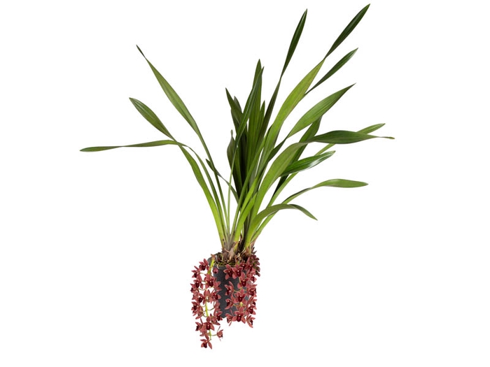 CYMBIDIUM P18 CHOCOLATE MIN 2 HT PENDENTE