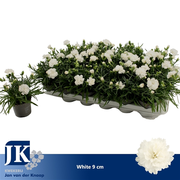 Dianthus White P 9
