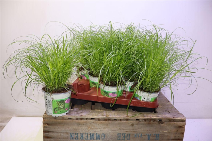 <h4>Cyper Alt Zumula</h4>