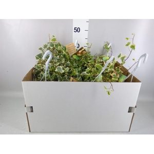 Hedera helix 'White Wonder'