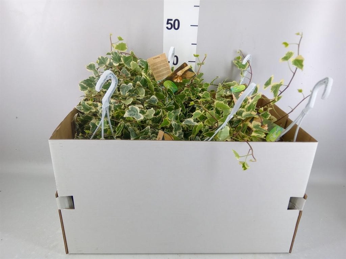 <h4>Hedera helix 'White Wonder'</h4>