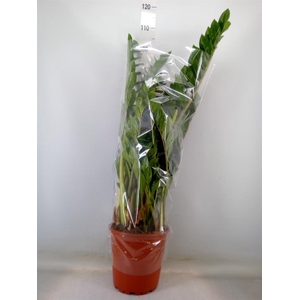 Zamioculcas zamiifolia