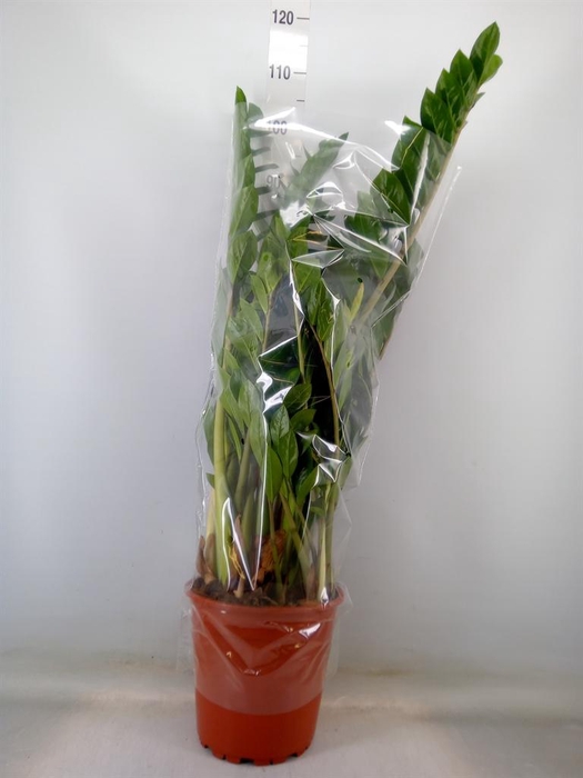 <h4>Zamioculcas zamiifolia</h4>