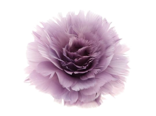 Feather Rose Clip H8D11