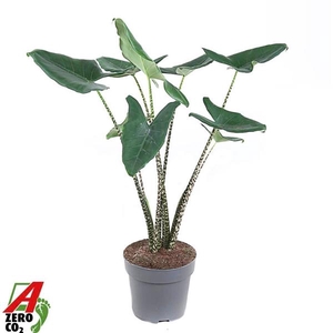 Alocasia zebrina