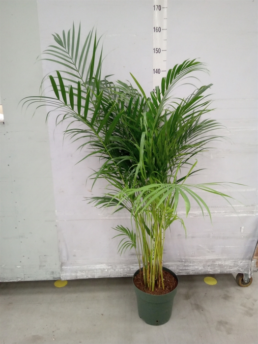 <h4>Dypsis lutescens   ...Chrysalidoca</h4>