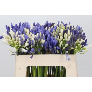 Agapanthus Mix