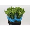 Ornithogalum Mount Fuji