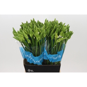 Ornithogalum Mount Fuji
