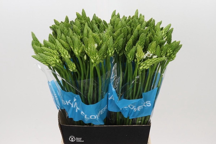 <h4>Ornithogalum Mount Fuji</h4>