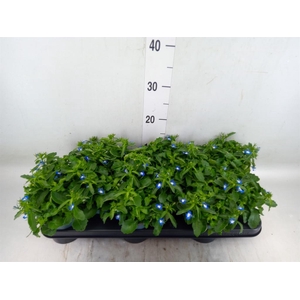 Lobelia erin. 'SweetSpring Blue'