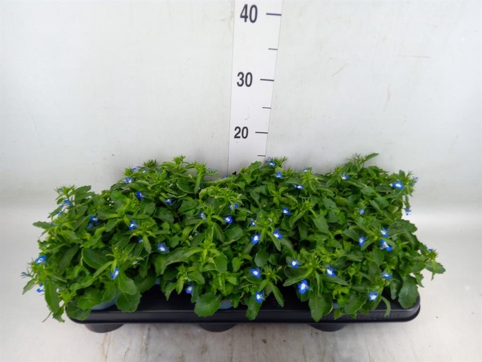 <h4>Lobelia erin. 'SweetSpring Blue'</h4>