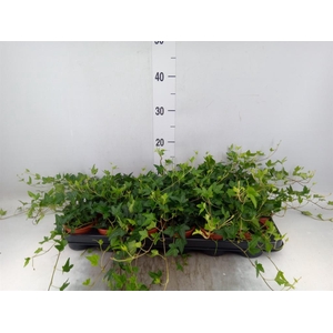 Hedera ...green leafed