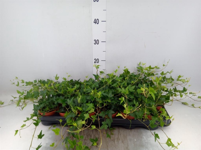<h4>Hedera ...green leafed</h4>