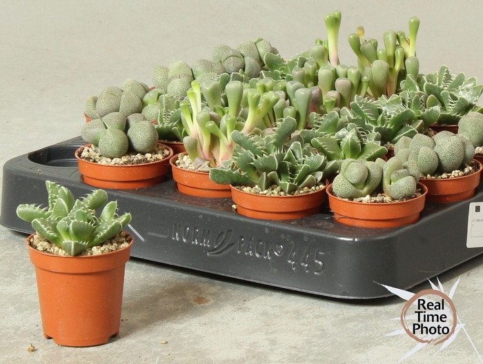 <h4>LITHOPS</h4>