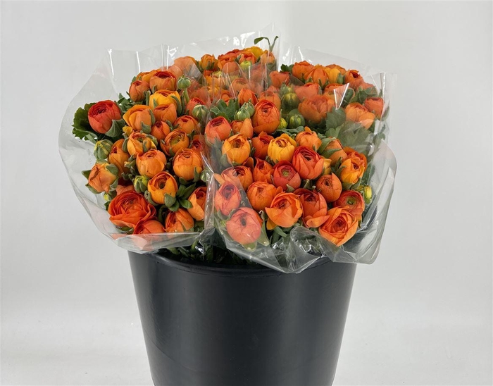 <h4>RAN ELEG EX ORANGE</h4>