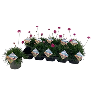 Armeria Maritima roze
