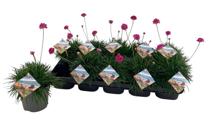 <h4>Armeria Maritima roze</h4>