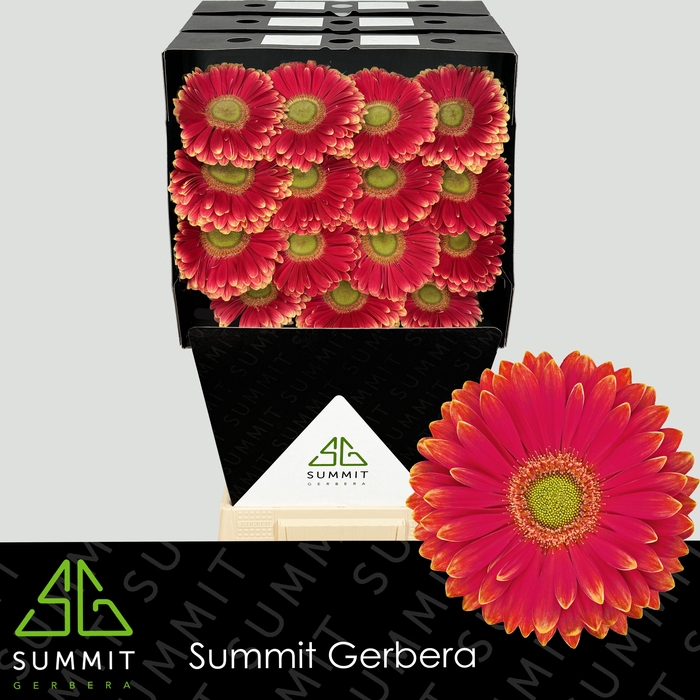 <h4>Gerbera Marylene Diamond</h4>
