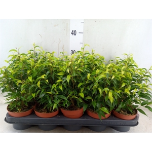 Ficus benja. 'Natasja'