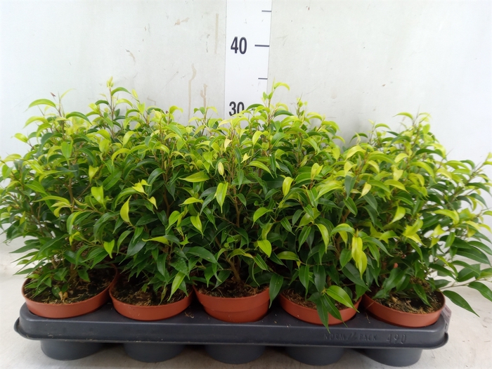 <h4>Ficus benja. 'Natasja'</h4>