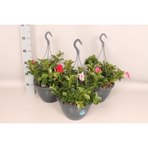 Sundaville hangpot 27cm met Waterreservir Divers