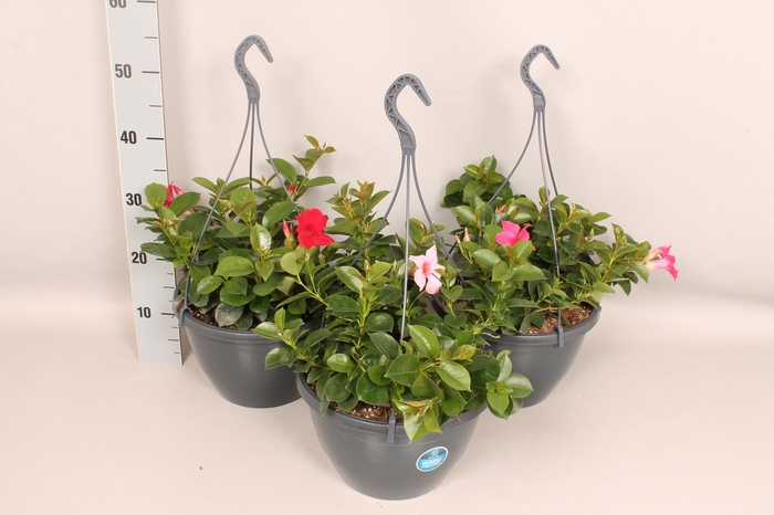 <h4>Sundaville hangpot 27cm met Waterreservir Divers</h4>
