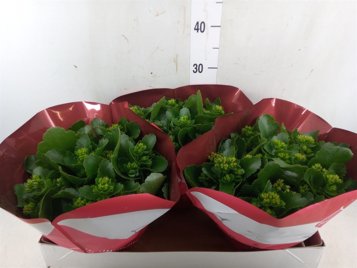 <h4>Kalanchoe blos. 'Lipstick'</h4>