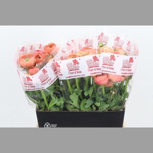 Ran Dolcevit Salmone