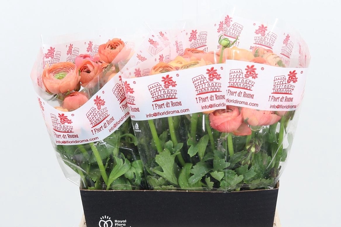 <h4>Ran Dolcevit Salmone</h4>