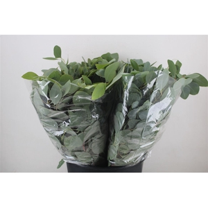 Euca Populus Short 150gr P Bunch