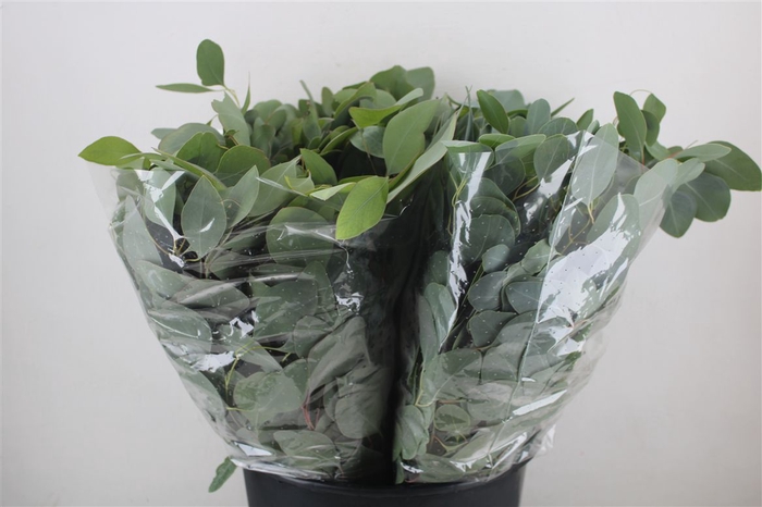 <h4>Euca Populus Short 150gr P Bunch</h4>