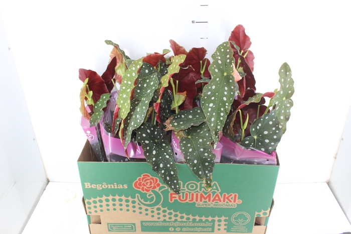 BEGONIA MACULATA P13 PO