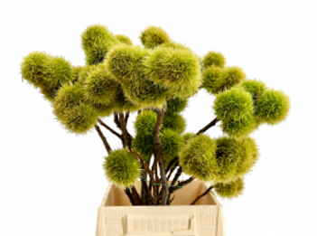 <h4>Castagno Steli di Ricci (No Leaves)</h4>