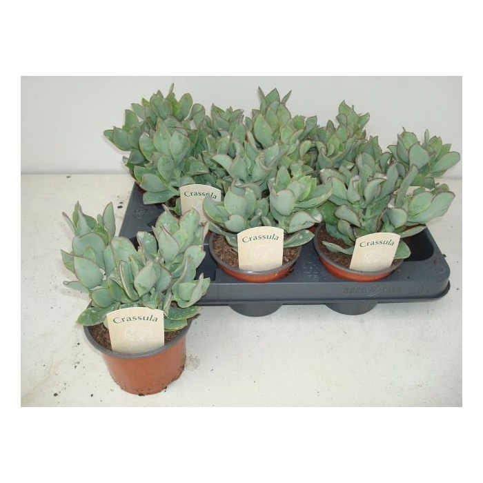 <h4>CRASS ARBOR CURLY</h4>