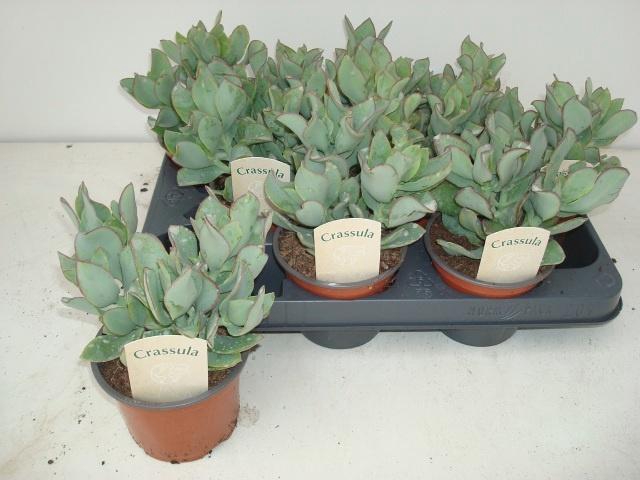 <h4>CRASS ARBOR CURLY</h4>